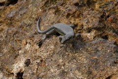 Emoia atrocostata