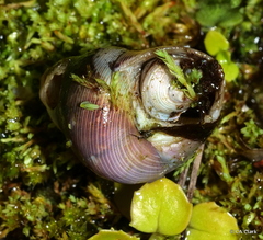 Cantharidus capillaceus