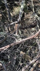 Masticophis lateralis