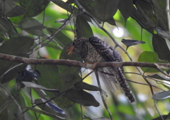 Cuculidae