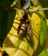 Polistes comanchus