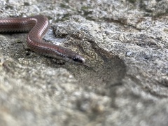 Contia tenuis