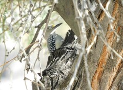 Melanerpes aurifrons
