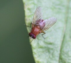 Dichaetomyia johannis