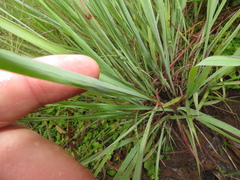 Andropogon schirensis