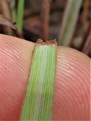 Andropogon schirensis