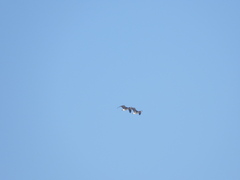 Branta hutchinsii