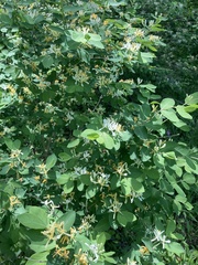 Lonicera
