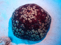 Culcita novaeguineae