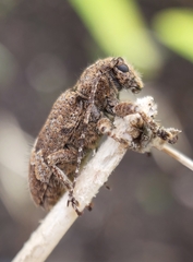 Prosoplus bankii