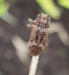 Prosoplus bankii