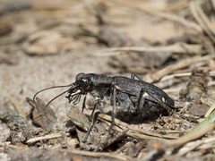 Cicindela sylvatica