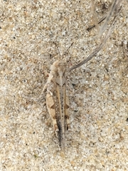 Pycnostictus seriatus