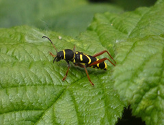 Clytus arietis