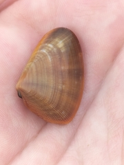 Donacidae