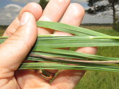 Andropogon schirensis