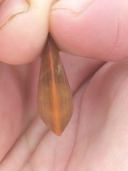 Donacidae