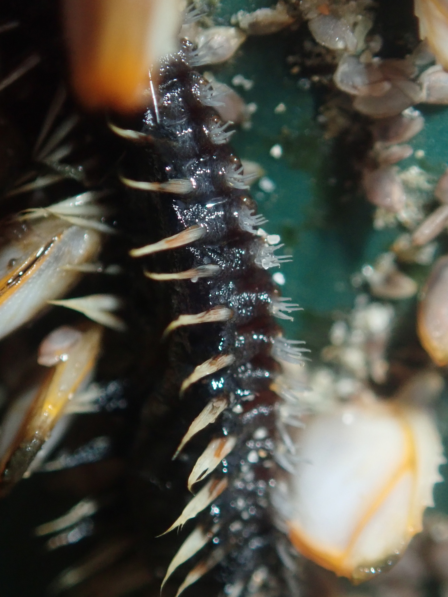 Annelida