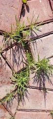 Senecio glaucus