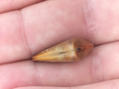 Donacidae