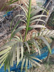Areca catechu