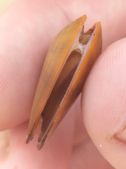 Donacidae
