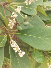 Terminalia muelleri