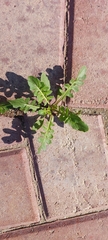 Sisymbrium irio