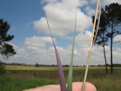 Andropogon schirensis