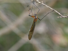 Mecoptera
