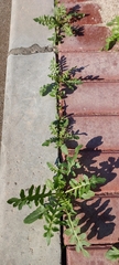 Sisymbrium irio
