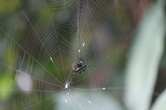 Gasteracantha doriae