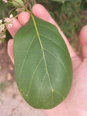 Terminalia muelleri