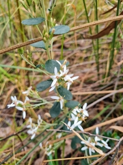 Olearia myrsinoides