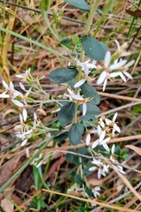 Olearia myrsinoides