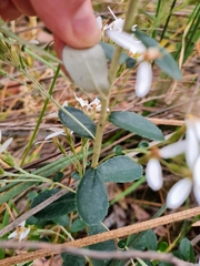 Olearia myrsinoides