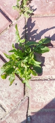 Sisymbrium irio