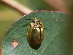 Paropsisterna agricola