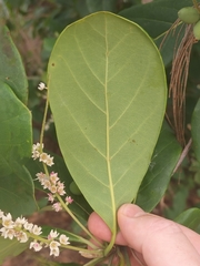 Terminalia muelleri