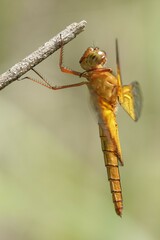 Camacinia gigantea