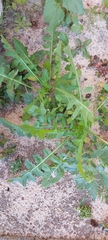 Sisymbrium irio