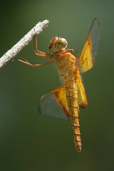 Camacinia gigantea