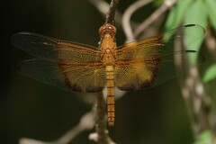 Camacinia gigantea