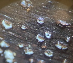 Propolis farinosa