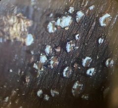 Propolis farinosa