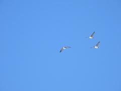 Branta hutchinsii