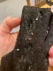 Propolis farinosa