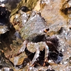 Metopograpsus