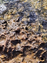 Metopograpsus