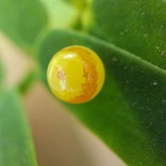 Polyura bharata